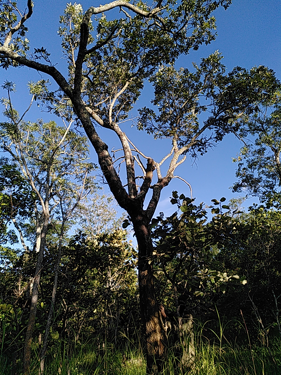 tree at minamba research farm , Klaartje Jaspers 2023 CC NC 4.0